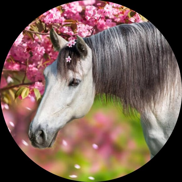 equestrianbtque